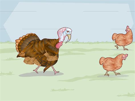 How To Sex Turkeys 10 Different Physical Signs And Identifiers