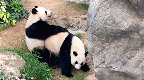 News Im Video Hongkongs Pandas Haben Sex Zum Ersten Mal Seit Jahren STERN De