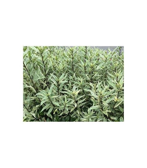 Buy Justicia Gendarussa Variegata Variegated Water Willow Guan