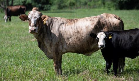 united states cattle inventory  slightly morning ag clips