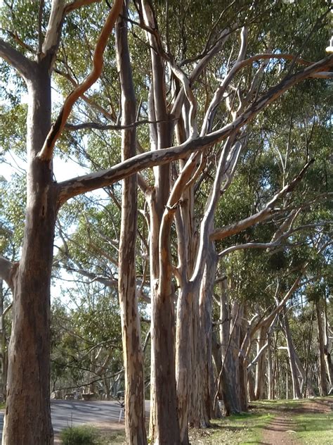 Gum Trees For Backyards at Susan Guthrie blog