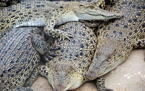 Memberi Buaya Makanan Sarang Buaya Tanjung Langsat Foto Astro Awani