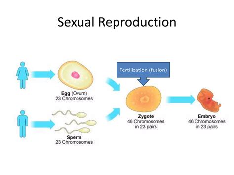 Asexual vs Sexual Reproduction | PPTX