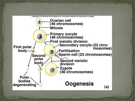 Oogenesis | PPT