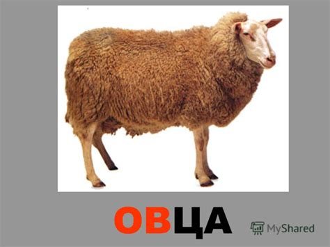 Презентация на тему: "ДОМАШНИЕ ЖИВОТНЫЕ. КОШКА ПЕТУХ курица ГУСЬ УТКА ...