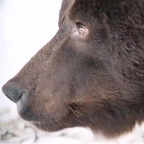 Медведь Гром, приехавший из Донбасса в Москву, вышел из спячки - РИА ...