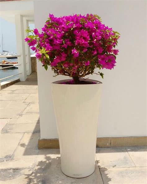 Pin von Melissa Quiroz auf Lechuza planters