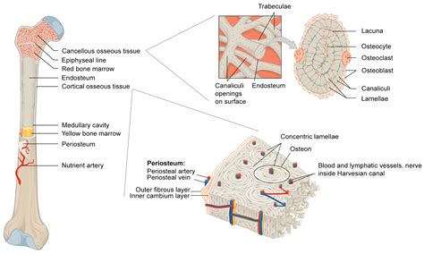 Materials | Free Full-Text | The Components of Bone and What They Can ...