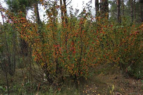 Кизильник блестящий Cotoneaster lucidus (73 фото) - фото - картинки и ...