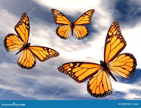 Butterflies In Flight Stock Photography Image 2807452