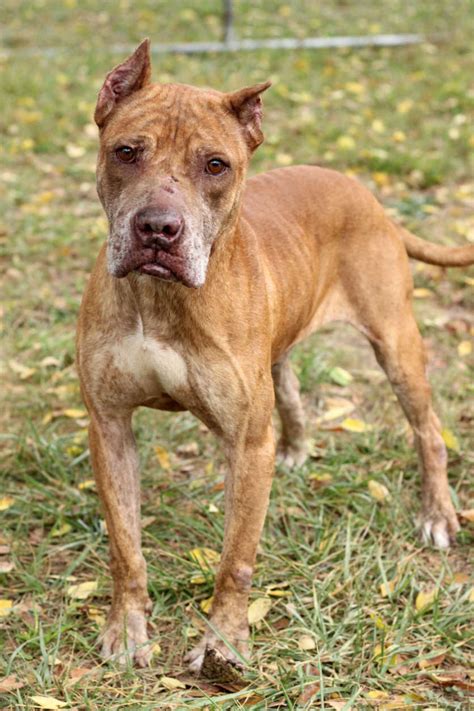 Md Nonprofit Takes In Dogs Rescued From Puerto Rico Photos Wtop News