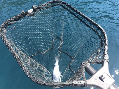 Which Net Is Best For Fishing