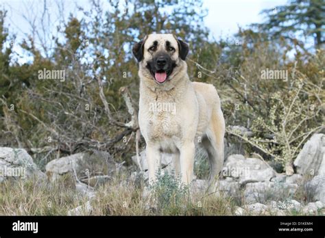 Dog Anatolian Shepherd Dog Kangal Turkish Karabash Adult Standing
