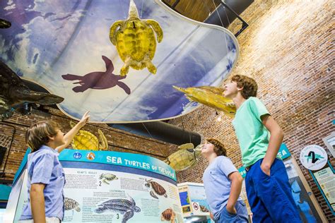 The Magic of Sea Turtle Season on Jekyll Island | Explore Georgia