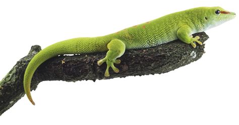 Facts About Geckos | Where do Geckos Live | DK Find Out