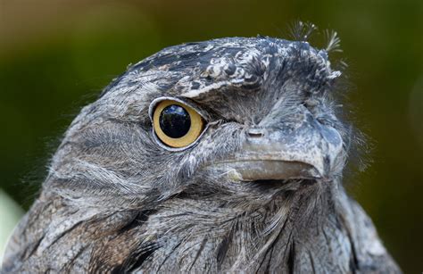 Tawny Frogmouth Bird Laura Erickson S For The Birds