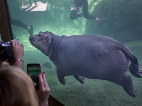 Its Fiona The Hippos Birthday Shes Already Had A Remarkable Life