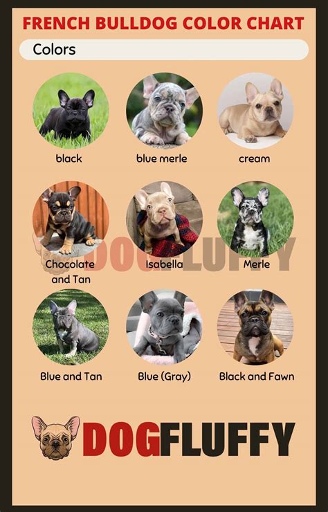 French Bulldog Color Chart - 9 Best Rare Shades 2025 - Dog Fluffy