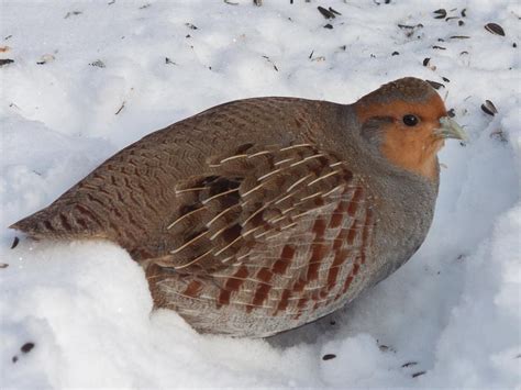 Серая куропатка красивые фото и картинки — Каталог Фото