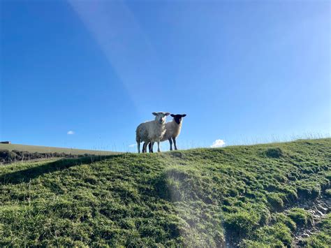 Why Cop27 Needs A More Sophisticated Debate About Livestock And Climate