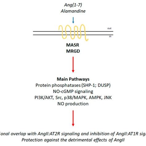 AT1R And AT2R Signaling Networks Schematic Of The Signaling Cascades