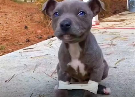 Arriva Alla Fine Della Maratona E Alza La Foto Del Suo Cane Non Ce L