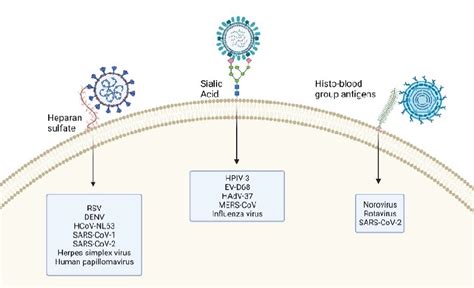 Glycosidic Attachment Receptor For Viruses Heparan Sulfates Sialic