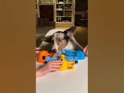 Накорми Бобо 🦛 #boardgames #настольныеигры #familygames #игрыдома #игры ...