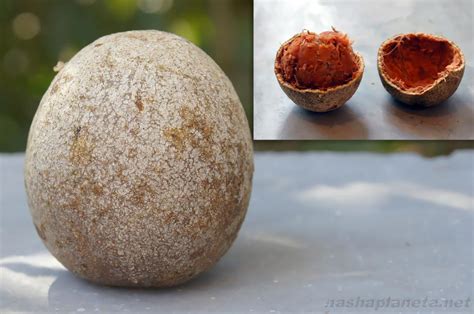 Баиль Фрукт Фото – Telegraph