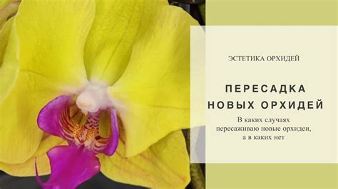 Несколько вариантов развития событий . Новые орхидеи от ЗЕБО ОРХИДС ...