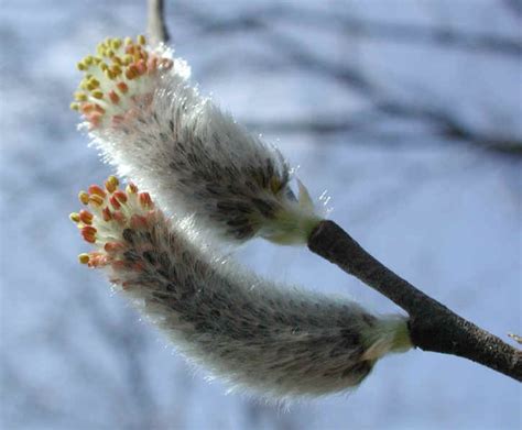 Pussy Willow Salix Discolor Flowering Trees Bushes And Shrubs Of Sleepy Hollow Lake
