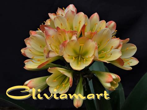 Pico7 A X Pico7 – Cliviamart