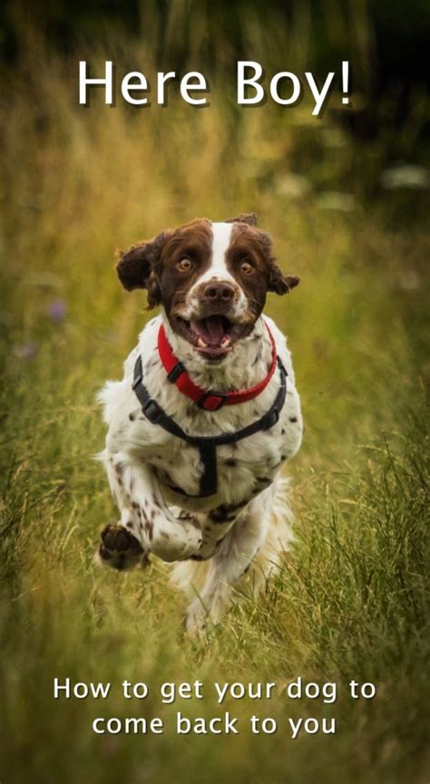 How To Train Your Gundog To Come Back To You Recall Training