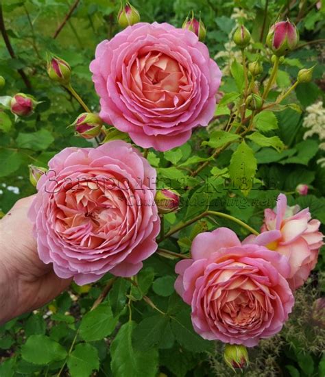 Роза Джубили Селебрейшн. Фото, описание, отзывы