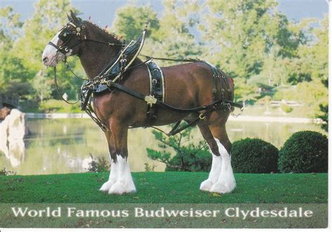 Budweiser Clydesdale 8-Horse Team Postcard Busch Gardens Tampa Florida ...