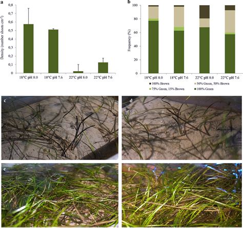 Seagrass Meadows Mixed With Calcareous Algae Have Higher Plant