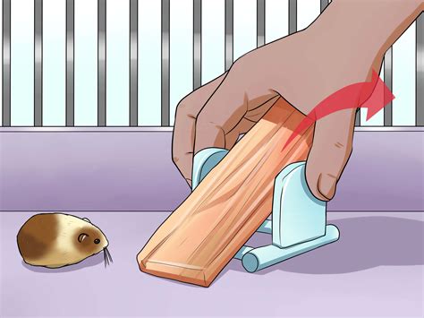 guide to hamster injured step by step 5
