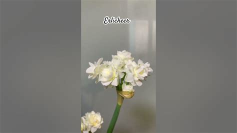 #Нарцис_Erlicheer - YouTube