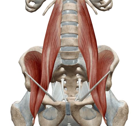 Iliopsoas Muscle Action Function Anatomy