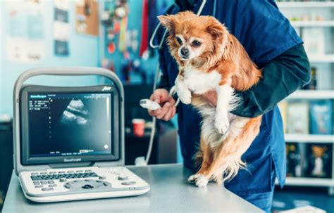 Agendamento De Exames Laboratoriais Cachorros Jardim Piza Exame De