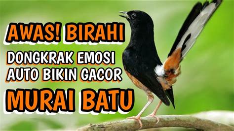 Suara Kicau Burung Murai Batu Bongkar Isian White Rumped Shama Bird