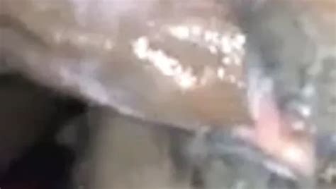 Free Ebony Hairy Porn Videos 16 XHamster