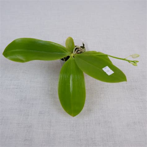 B6 Phal. Miki Crown ”16” SM/Toga (Tayvan Orkide Fidesi) - Sihirli Bahçem