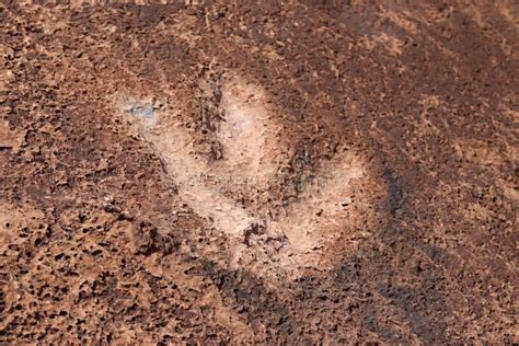 Dinosaur Tracks Outside Moab Utah Usa Stock Photo Image Of