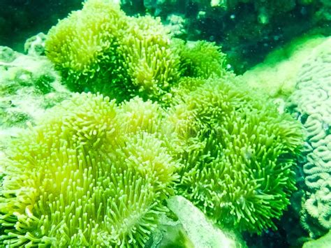 The Green Coral Reef With Sea In Tropical Underwater Stock Photo