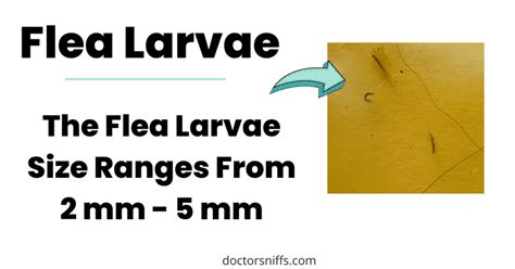 What Do Flea Larvae Look Like And What Is The Actual Size