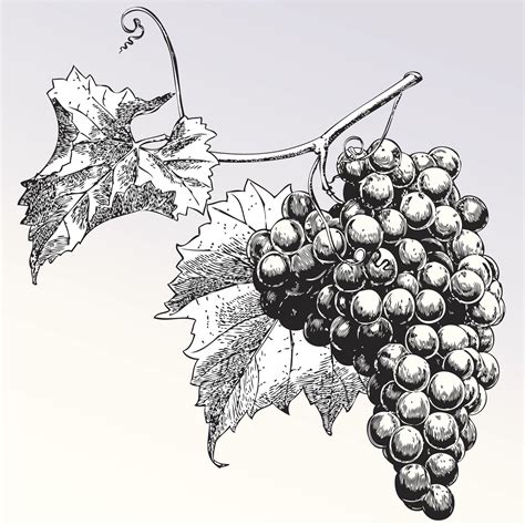 Шаблон винограда - фото и картинки abrakadabra.fun