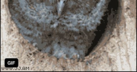 When My Roommate Says He Can See Our Neighbors Naked Through His Window 9GAG