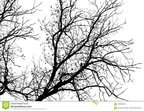Naked Tree Branches On A White Background Stock Image Image Of Abstract Season