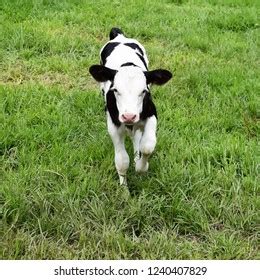 Dairy Farm Animals Stock Photo 1240407829 | Shutterstock